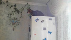 БЕНГАЛЬСКАЯ КОШКА НА КУХНЕ