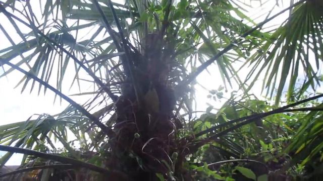 Digging out a big Trachycarpus Palm tree смотреть онлайн