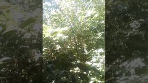 ЯНГЫР Ява авторская песня на татарском