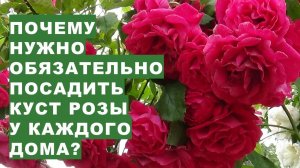 Посадите у дома розу и получите исцелениеPlant a rose near your home and receive healing as a gift