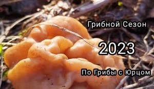 Первые грибы строчки  сезон 2023