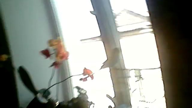 попугай боится камеры смотреть онлайн