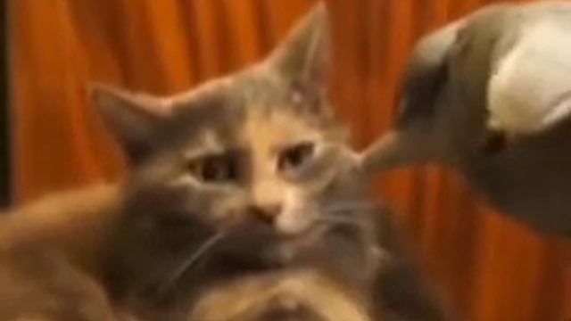 Кот и попугай озвучка джокера