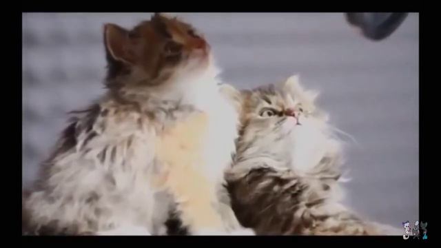 Топ 2 песни которые пели котята🐈 смотреть онлайн