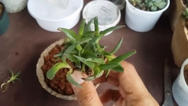  ICE PLANT 