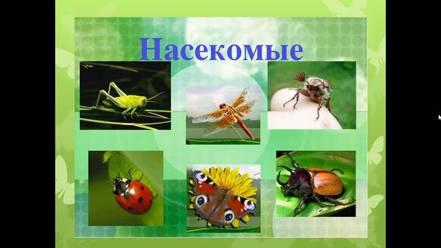 Беспозвоночные животные 3 класс Видеопрезентация с комментариями смотреть онлайн