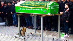 Пёс пришёл на похороны хозяина, в глазах слезы: прохожие плакали!