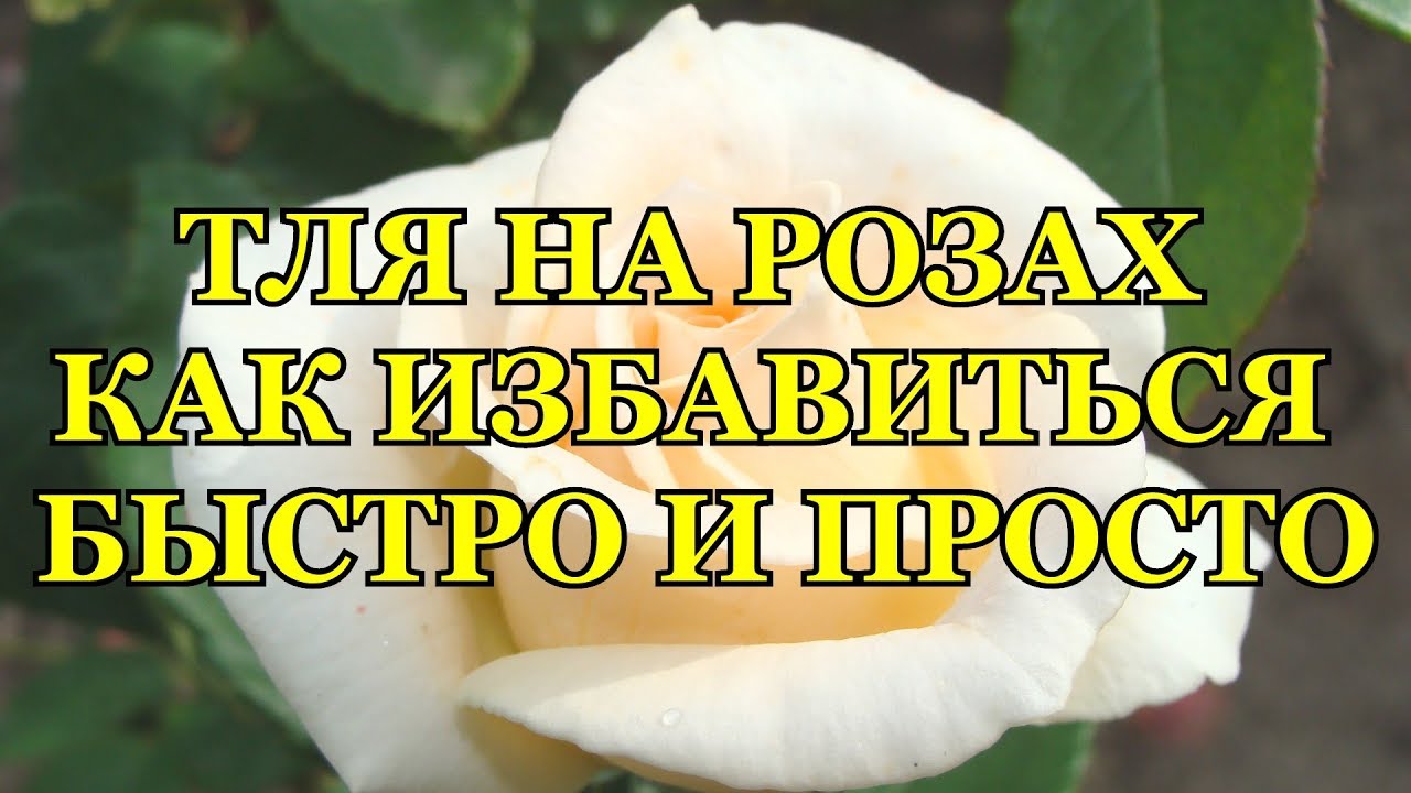 ТЛЯ НА РОЗАХ КАК БОРОТЬСЯ? тля на розах чем обработать?