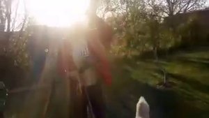 Алабай встретился с волком