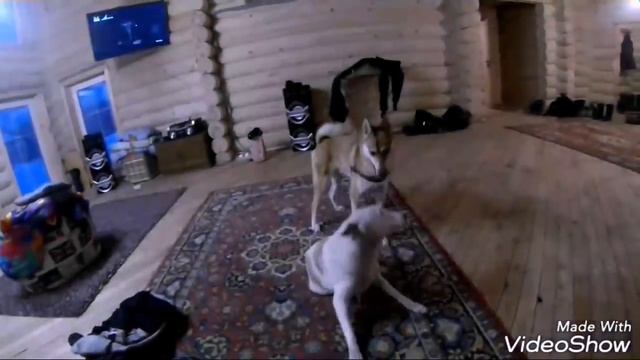 В Шерегеш на Снегоходах 2017...День # 1 смотреть онлайн