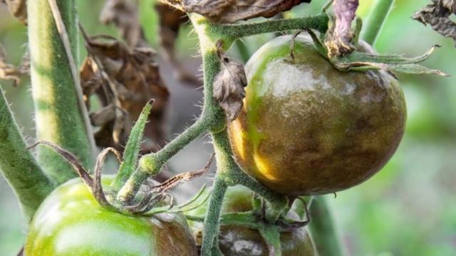 ФИТОФТОРА ПОГИБНЕТ СРАЗУ, САМЫЙ ЛУЧШИЙ РЕЦЕПТ #фитофтора #томаты #сад #помидор смотреть онлайн