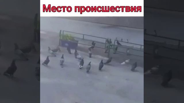 Место происшествие