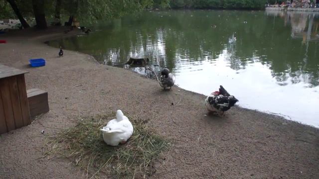 Утки на озере в Новосибирском зоопарке смотреть онлайн