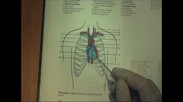 Скелетотопия сердца. Атлас. смотреть онлайн