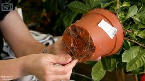 Посадка комнатной розы