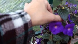 Ахименес Petite Nicole