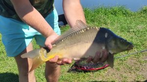 Я наконец-то поймал карпа! Рыбалка на флэт Ловля толстолобика Рыбалка летом 2024. #рыбалка #fishing