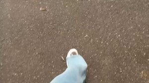 Наш влог с Уточкой Милкой./Уточка Милка И Вика.