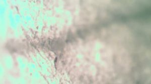 Виноград под микроскопом/ FOOD EXPERT