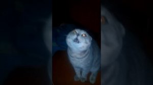 КОТ РУГАЕТСЯ