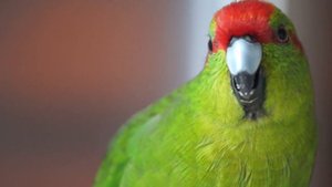 Какарики Итан разговаривает 1