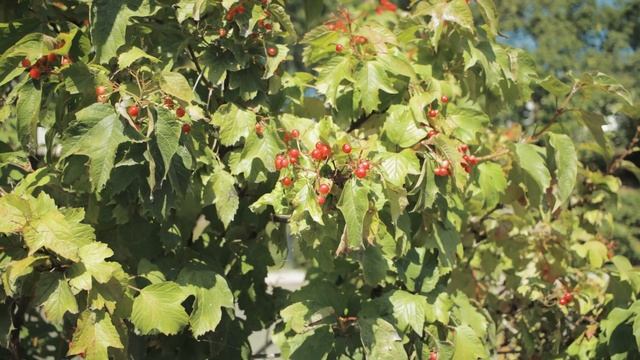 Canon 90D смотреть онлайн