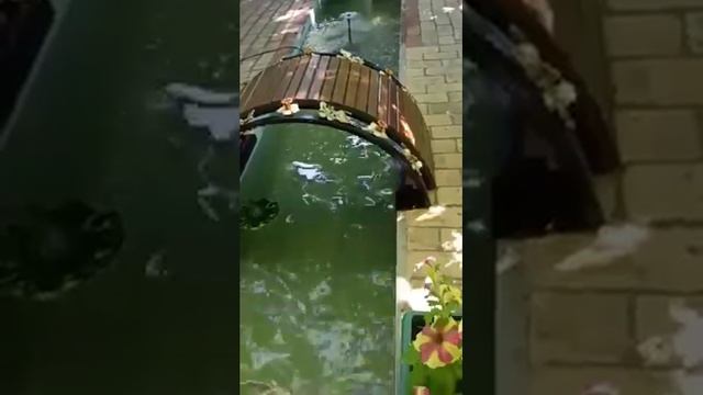 Геническ. Июнь 2021. Внутренний дворик смотреть онлайн