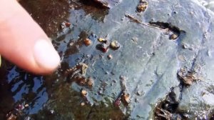 Нахлыст,тенкара и вязание мушек 2020 для начинающих - LIVE stream