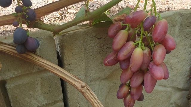 Г.Ф. винограда созревшие на 21.07.21 ( очень ранние) смотреть онлайн