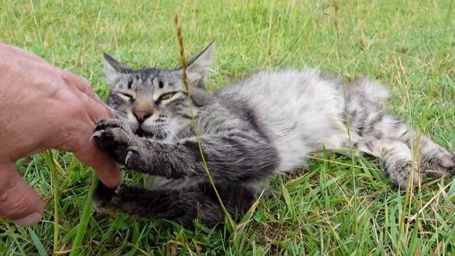 Брошенный кот, который никогда не отходил от меня. смотреть онлайн