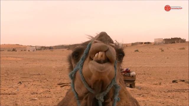 Facts About Australia  Interesting Australian Statistics  Facts about Australian Animals  Sydney