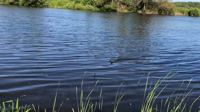 Рыбалка2023.Карась на фидер!Пойменное озеро Оки смотреть онлайн