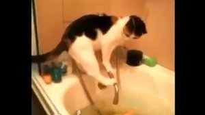 Супер прикол! как кот упал в ванну!
