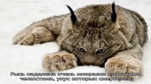 Анатомия рыси