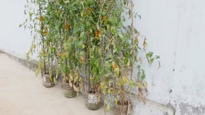 Good Food - Growing tomatoes at home with , lots of fruit and just a few small plastic bottles
