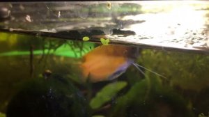 Honey Gourami  # CIRCLE OF LIFE # Nest # Laying Eggs # Pairing # Young fishes