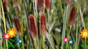 Пеннисетум повислый Ред Банни тайлз. Краткий обзор, описание pennisetum messiacum Red Bunny Tails