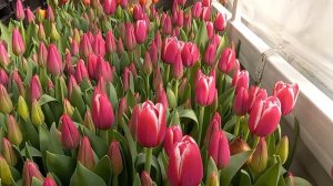 Тюльпаны 2022 Lornah