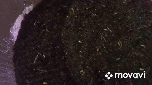 Виола выращивание из семян! Виола-анютины глазки! Посев! смотреть онлайн