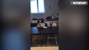 Я РЖАЛ ЦЕЛЫЙ ЧАС😹ПРИКОЛЫ С КОШКАМИ И СОБАКАМИ🐶СМЕШНЫЕ ЖИВОТНЫЕ 2021⭐ПОПРОБУЙ НЕ ЗАСМЕЯТЬСЯ🤣