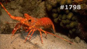 #1798. Крабы и раки (В мире животных)