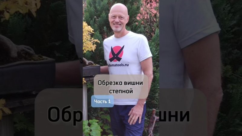 Обрезка вишни степной. Часть 1.