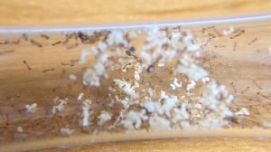 Мой дом в опасности! Распаковка муравьев Monomorium pharaonis, фараонов муравей.