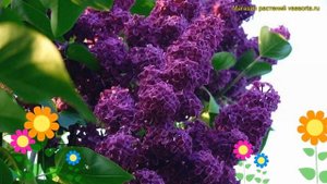 Сирень обыкновенная Людвиг Шпет. Краткий обзор, описание характеристик syringa vulgaris Ludwig Spat
