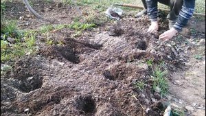 Посадка ремонтантной клубники (сорт "Фурор")