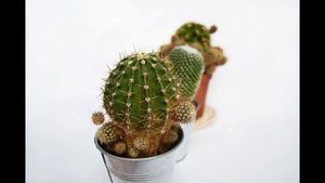 Кактусы - Как заставить кактус цвести - Уход за кактусом - Советы по уходу за кактусом
