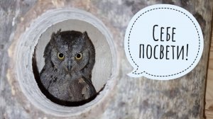 Сыч Лучик выследил коршуна, сыч Чу обдувается ветром, совы сплюшки больше не могут видеть сверчков