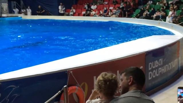 Dubai Dolphinarium | Amazing Dolphins | Dubai Tourist Spot | Creek Park | #Dubai #Tourism