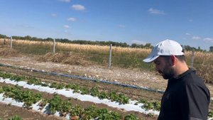 30 тон с гектара!  Клубника Алматы🍓🍓🍓