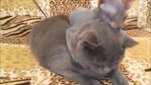 Игрушка. Сфинкс и Британский кот.